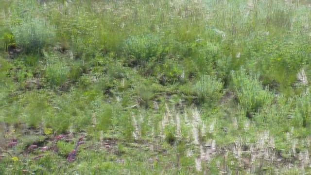 Hoopoe Bird Song | Hoopoe flying | Upupa epops song saund | Song birds смотреть онлайн