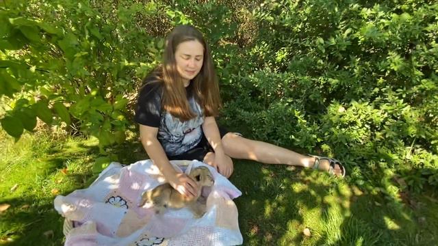 Ангелина везет СПАСЕННОГО ЛЬВЕНКА НА КОРМЛЕНИЕ ! смотреть онлайн