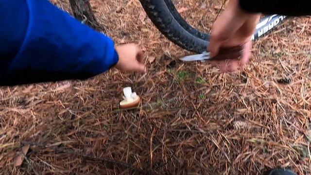 Белые грибы и МАСЛЯТА пошли! Грибы 2022 смотреть онлайн