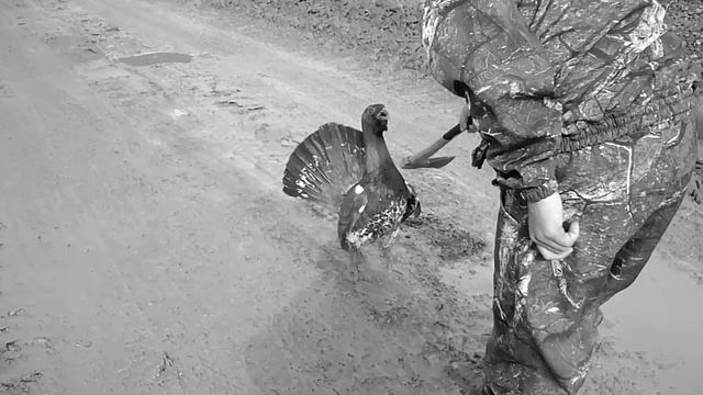 Глухарь бесстрашно нападает на человека, защищая территорию своего тока. Любовь отбила страх напроч смотреть онлайн