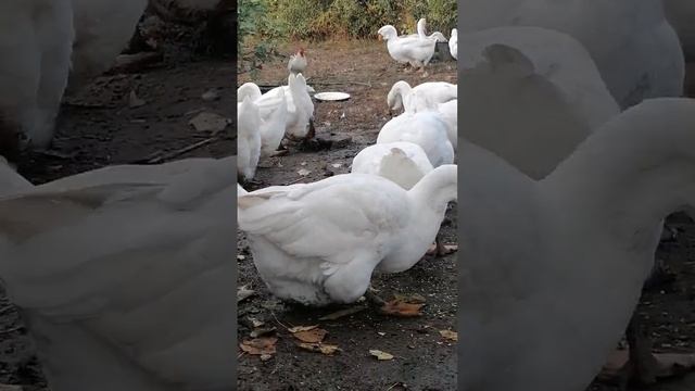 Краснодарский край гуси Холмогоры 28.10.2022 г смотреть онлайн