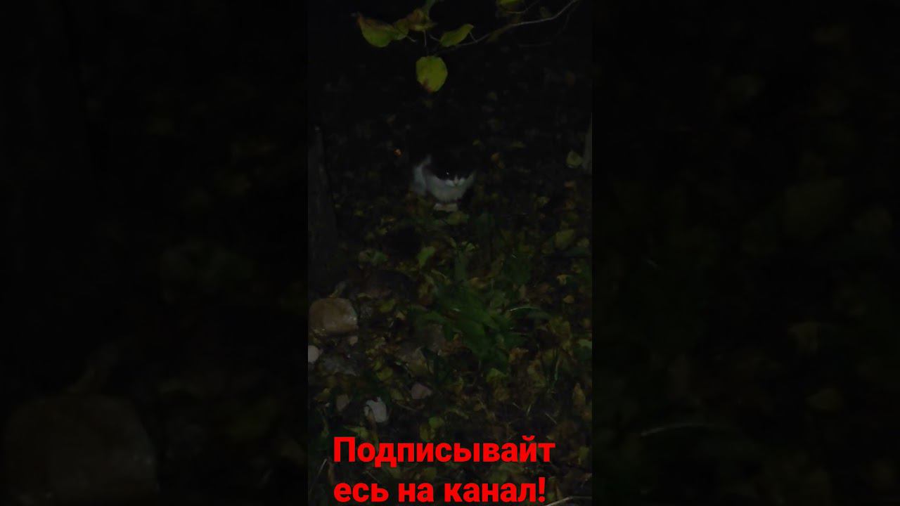 встреча с Барсиком после долгой разлуки! смотреть онлайн