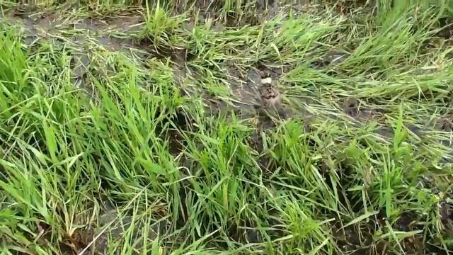 Чибис мелкий смотреть онлайн