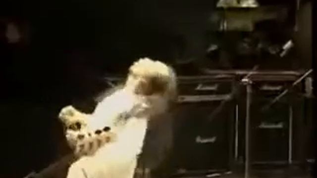 Kamelia Sweet Charity Konsert Sejuta Wajah 1996 смотреть онлайн