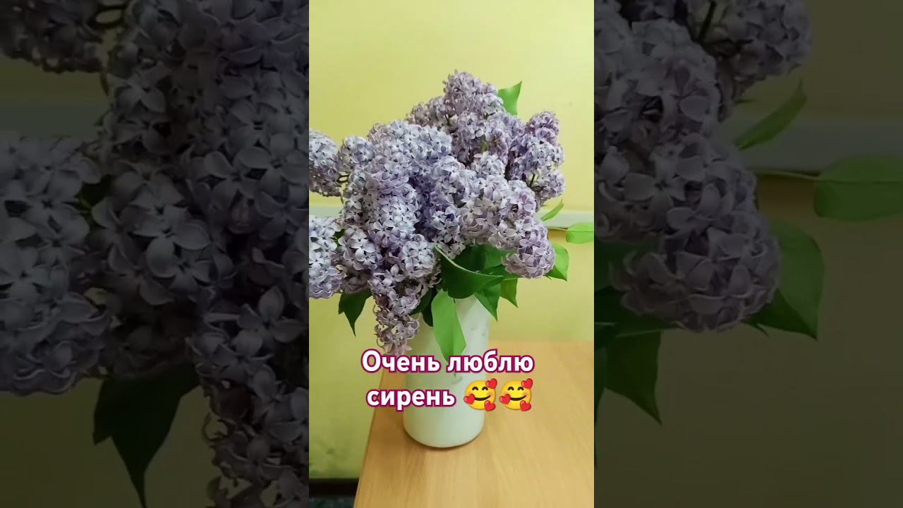 сирень смотреть онлайн