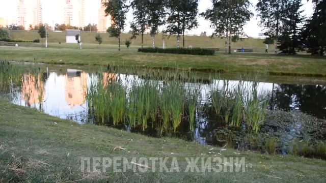 САМА ПОПРОСИЛА ЕЩЕ. ПРОВЕРКА НА ВШИВОСТЬ. Истории из жизни людей Аудио рассказы слушать смотреть онлайн