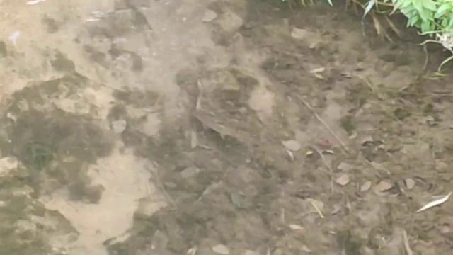 Назвали рыбок в реке , так как они постоянно на одном месте, стали нам как родные)) смотреть онлайн