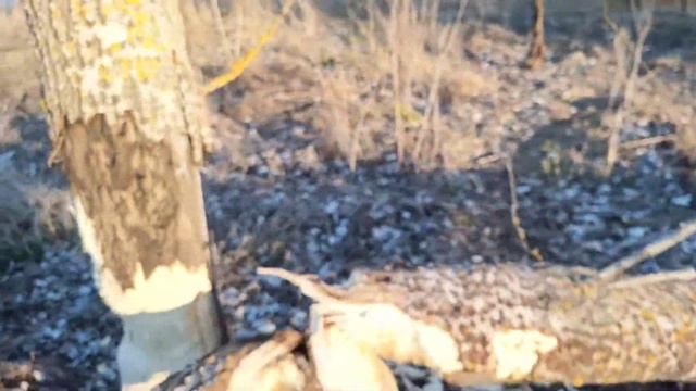 Бобры погрызли дерево 2 смотреть онлайн