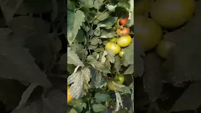 Роман Воробьёв отзыв и обзор рассады (Пинк Булл) смотреть онлайн