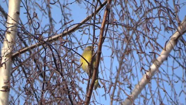 European greenfinch // Zaļžubīte // Обыкновенная зеленушка смотреть онлайн