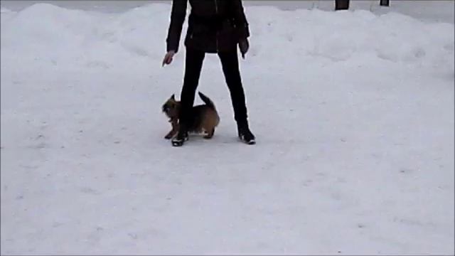 Масленица 2018 смотреть онлайн
