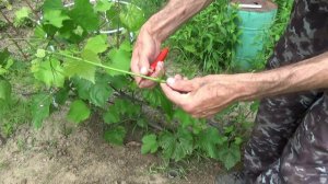 20 - Размножение Винограда Зеленым черенком 1