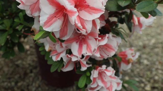 Introducing Two New Encore Azalea Varieties for 2021: An Interview with Inventor Buddy Lee смотреть онлайн