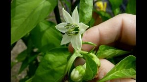 ПЕРЕЦ ЧЕРНЫЙ ГОРОШКОМ - ЛЕЧЕБНЫЕ СВОЙСТВА СОСТАВ