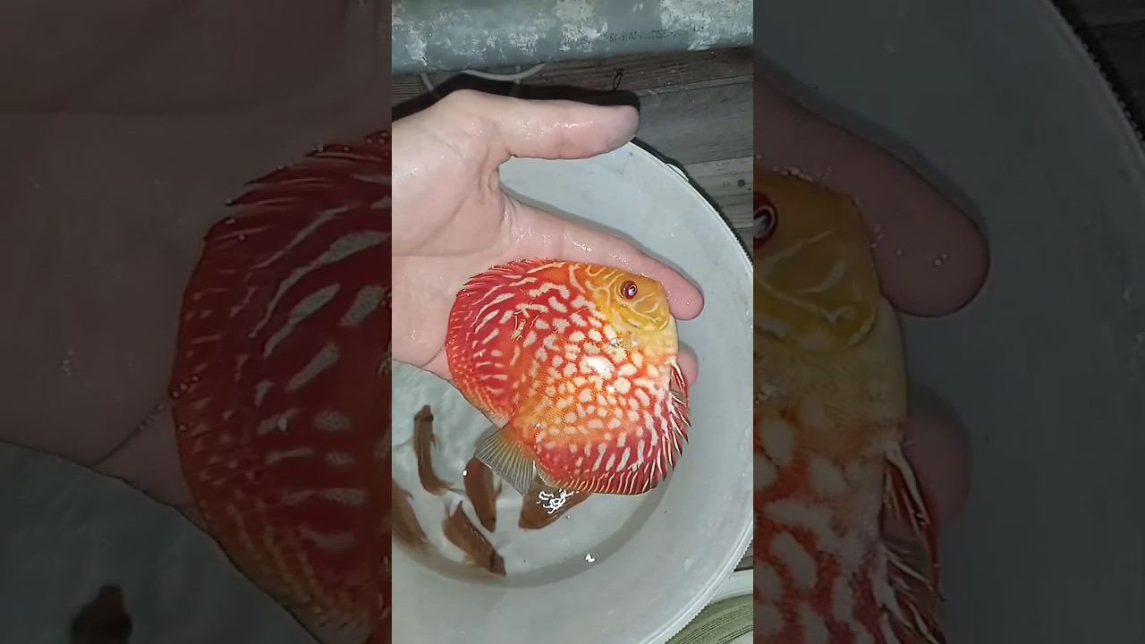 Дискусы в Ялту. Красная карта, Аленкер. #discus #aquarium #аквариум #аквариумныерыбки #shorts #short смотреть онлайн