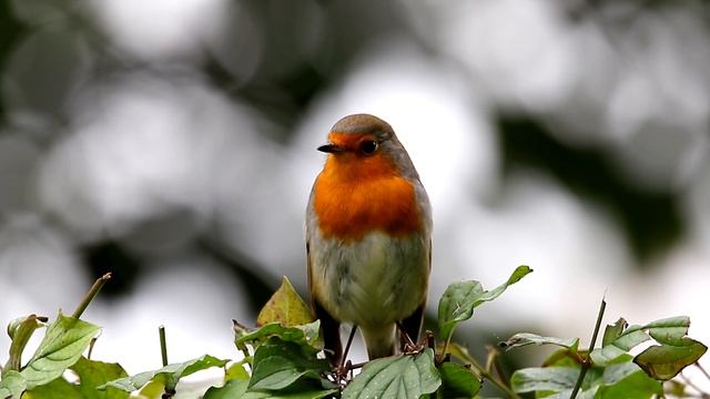 Rougegorge familier / Erithacus rubecula / European Robin смотреть онлайн