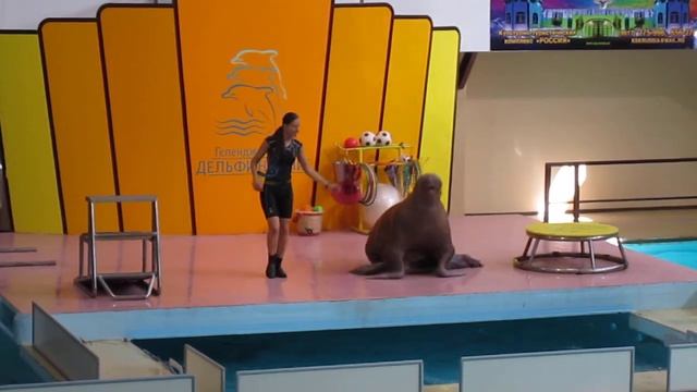 морж танцует (отпад) смотреть онлайн