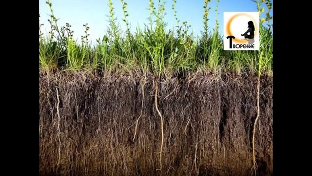 Песчаная почва и высокие грунтовые воды. Что и как сажать смотреть онлайн