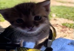 САМЫЕ СМЕШНЫЕ ЖИВОТНЫЕ ПРИКОЛЫ С КОТАМИ И СОБАКАМИ 2024 Смешная Озвучка коты собаки