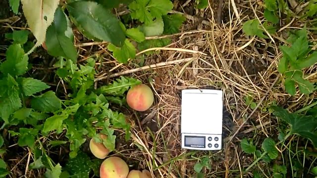 Персик Манчжурский смотреть онлайн