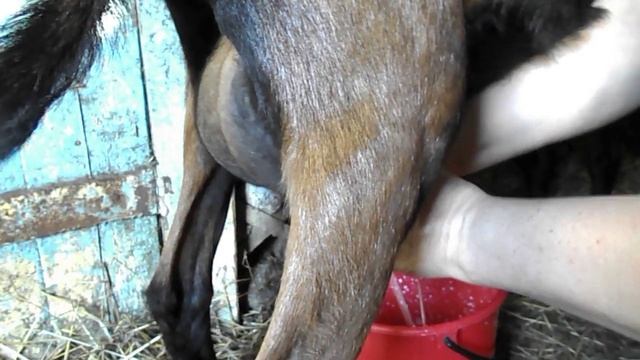 коза Бусинка чешской породы смотреть онлайн