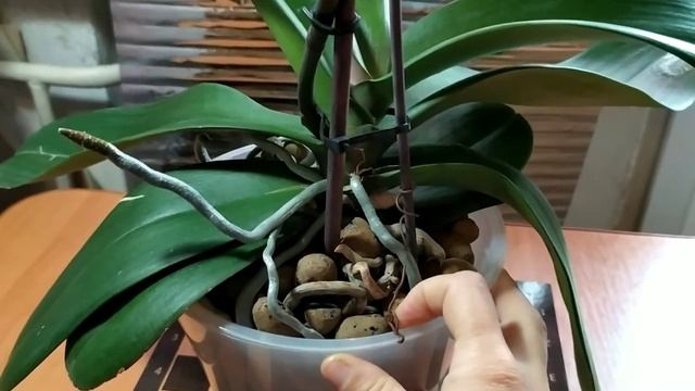 Опора для ГИГАНТСКОЙ орхидеи. Посадка в Керамзит, ПРЕИМУЩЕСТВА. смотреть онлайн