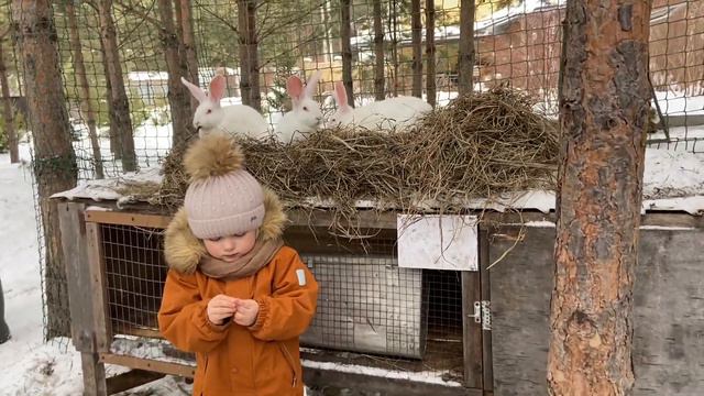 кролики белый великан смотреть онлайн