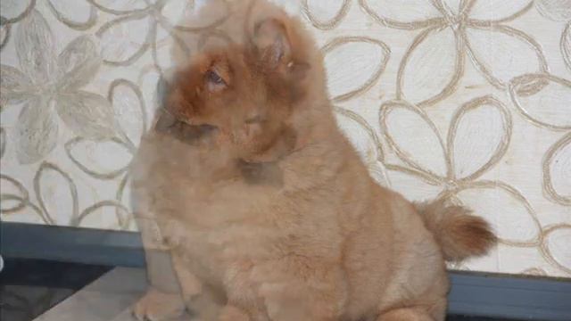 Девочка чау чау смотреть онлайн