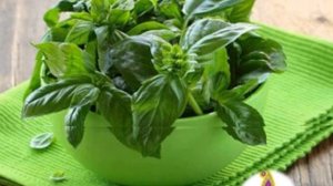 Растения отпугивающие комаров и мух