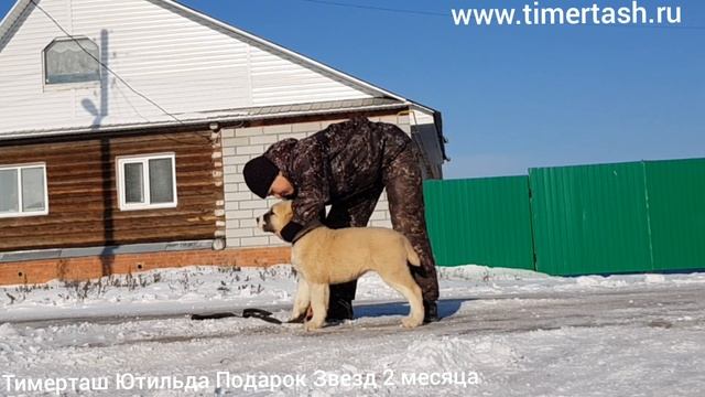 Тимерташ Ютильда Подарок Звезд (резерв питомника) 2 месяца Ещё больше информации на сайте www.timer смотреть онлайн