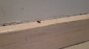 ⚡Уничтожение тараканов в квартире с посуточной арендой | Результат через ⑭ дней после дезинсекции