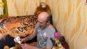 Обезьянка Люся так обрадовалась ЗОЛОТОМУ платью от Лешика, что чуть не  РАЗГРОМИЛА весь дом!