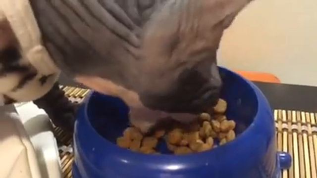 Кот кушает 1/Cat eats 1 смотреть онлайн
