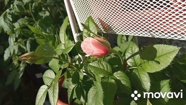 27.05.2022 Дневничок огородика. Как дела в нашем царстве?) смотреть онлайн