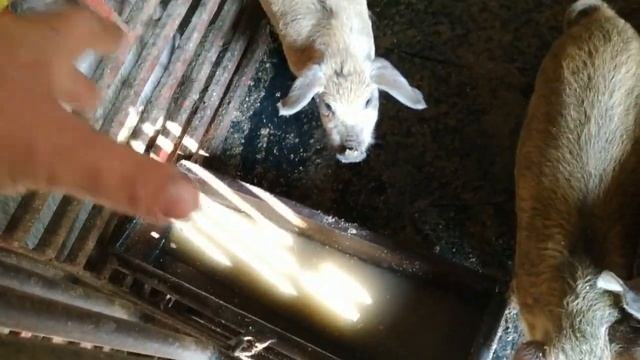 Сварил кормушку поилку для поросят!!! смотреть онлайн