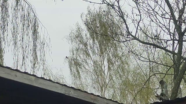Птица сокол пустельга обыкновенная весеннее пение смотреть онлайн