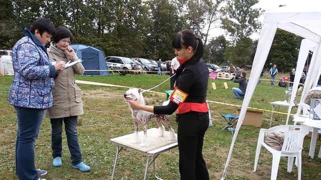 Самба на выставке 12.09.15 смотреть онлайн