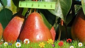 Груша плодовая Ника (nika) ? Обзор: посадка и уход. крупномеры груши Ника: описание и особенности