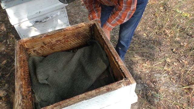 ПЕРИОДИЧНОСТЬ ПОДКОРМКИ ПЧЁЛ СИРОПОМ. смотреть онлайн