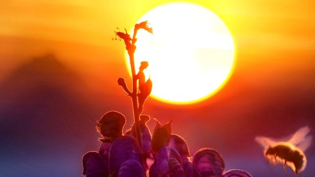 Модуль 2. Урок 1: Кукольный театр – снимаем маски смотреть онлайн