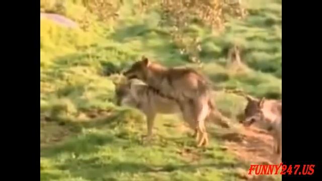 Wild Wolves Mating смотреть онлайн