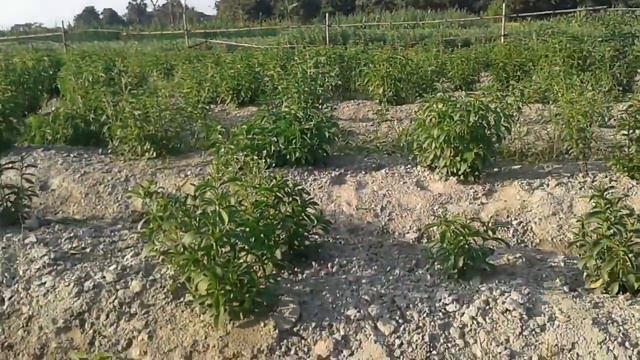 Stevia Cultivation in Affour, a small village in Chhapra district of Bihar. смотреть онлайн