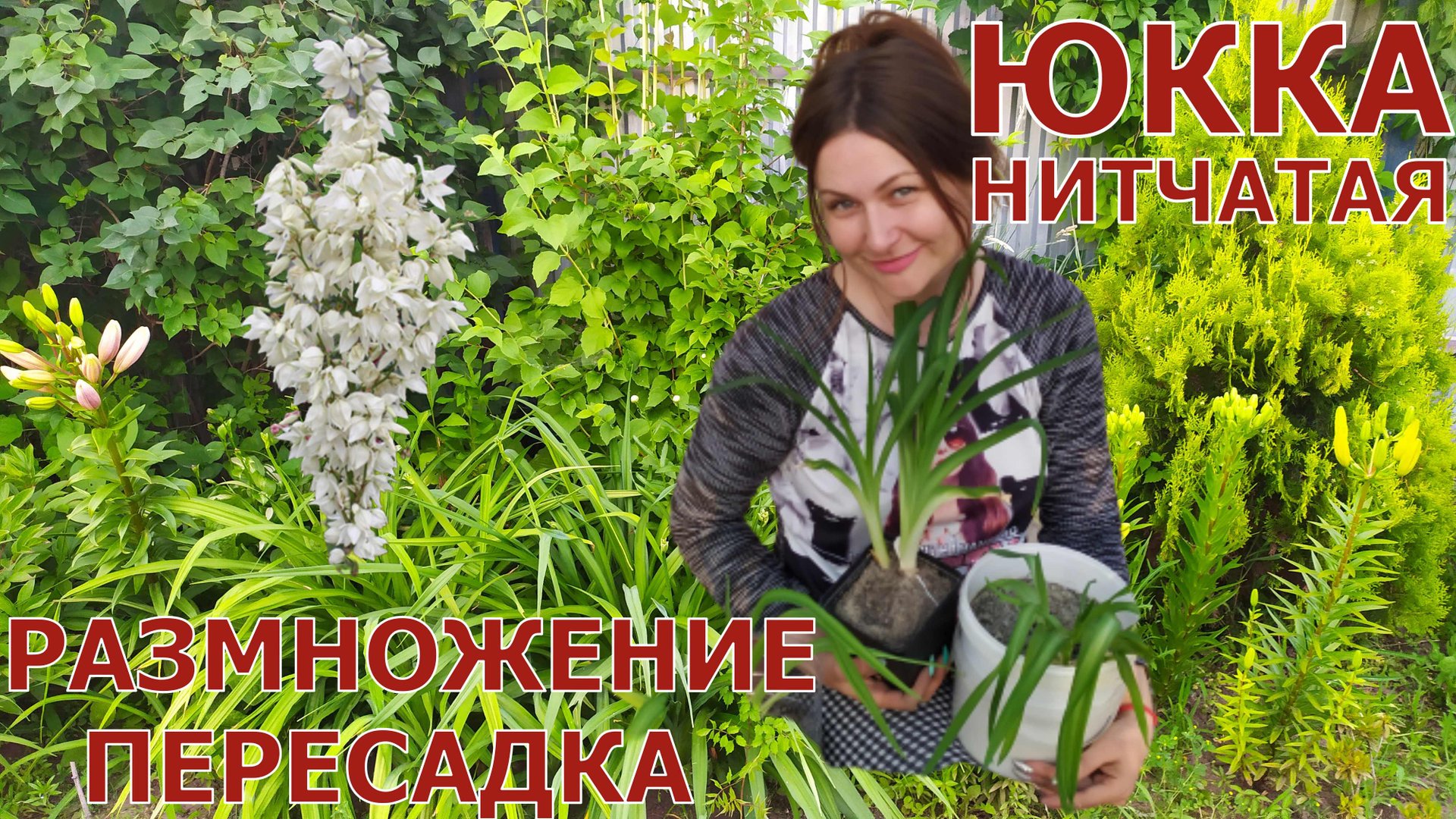 ЮККА НИТЧАТАЯ. ПЕРЕСАДКА И РАЗМНОЖЕНИЕ