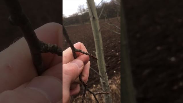 Asp (Populus Tremula)