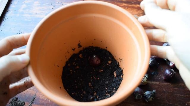 How To Plant Scilla Bulbs (Siberian Squill) In Pots Or Containers ? Balconia Garden смотреть онлайн