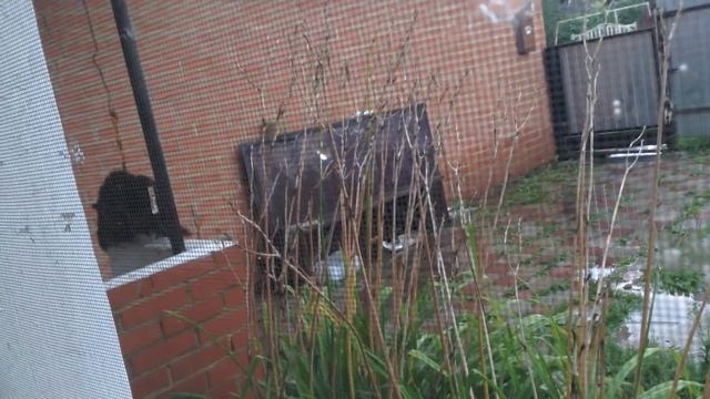 мать учит сына ВЗРОСЛОЙ жизни смотреть онлайн