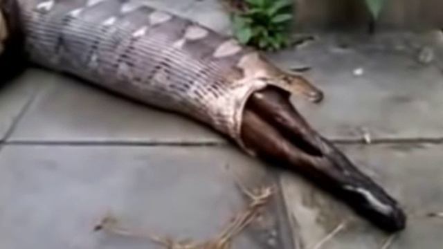 питон не смог проглотит животное смотреть онлайн