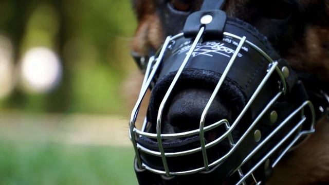 German Shepherd Dog in Metal Cage Dog Muzzle for Training and Walking смотреть онлайн