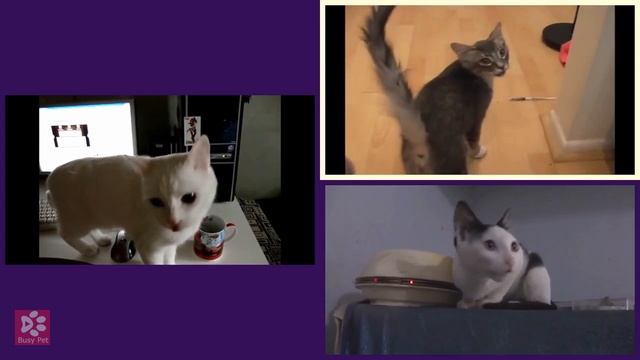 Cats Meowing IT'S RAINING TACOS (short excerpt) (Acapella) смотреть онлайн