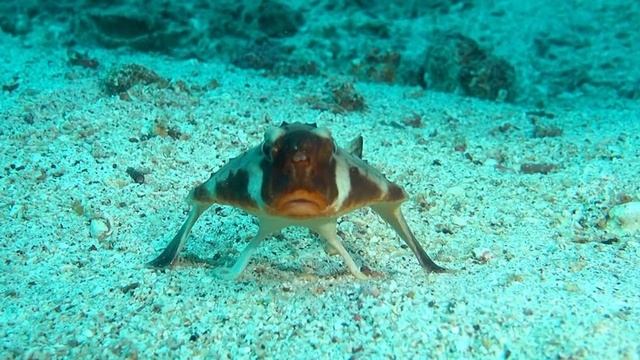 Рыба с НАКРАШЕННЫМИ ГУБАМИ! ХОДИТ по дну - короткорылый нетопырь смотреть онлайн